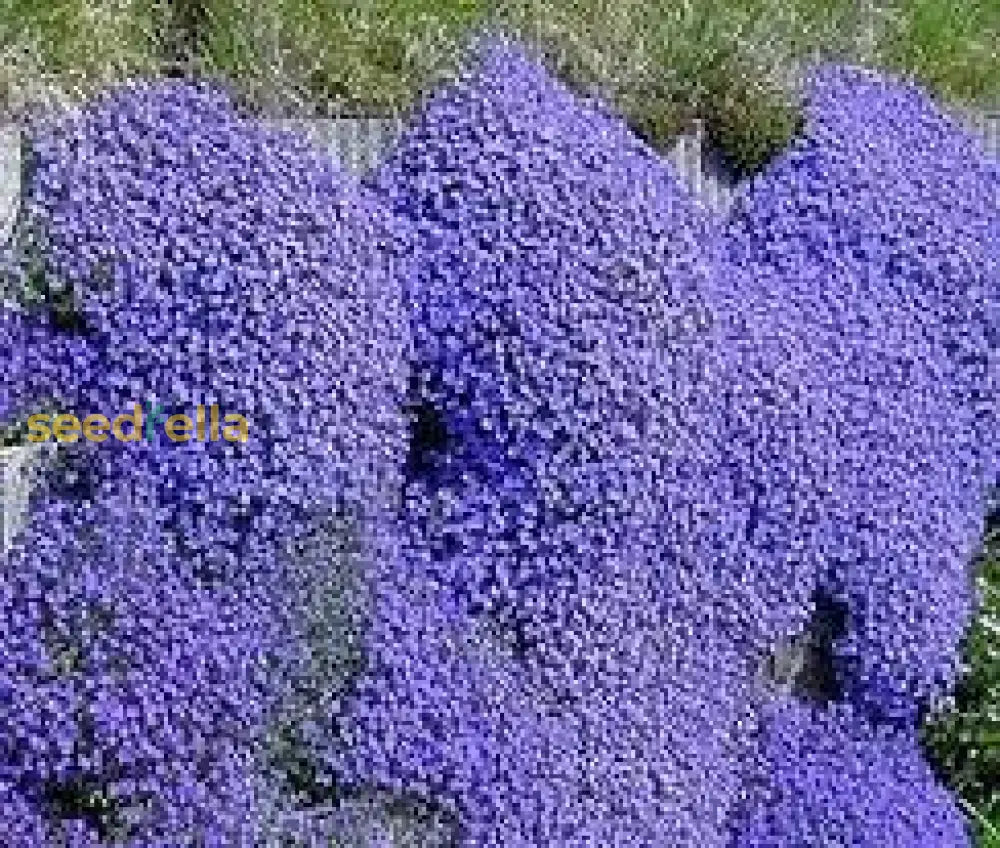 Blue Perennial Flower Seeds For Planting