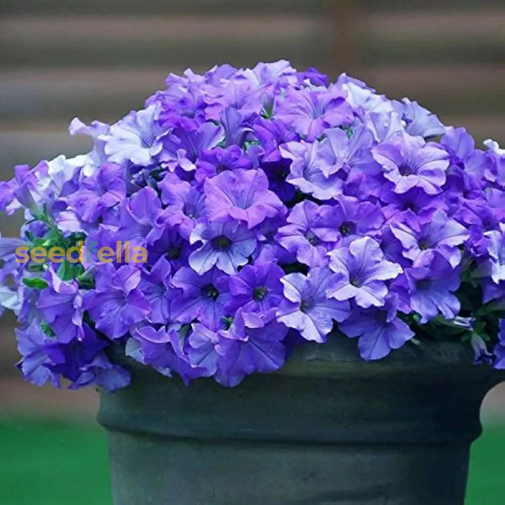 Blue Petunia Flower Seeds  Perfect For Planting