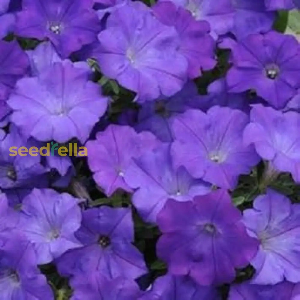 Blue Petunia Flower Seeds  Perfect For Planting