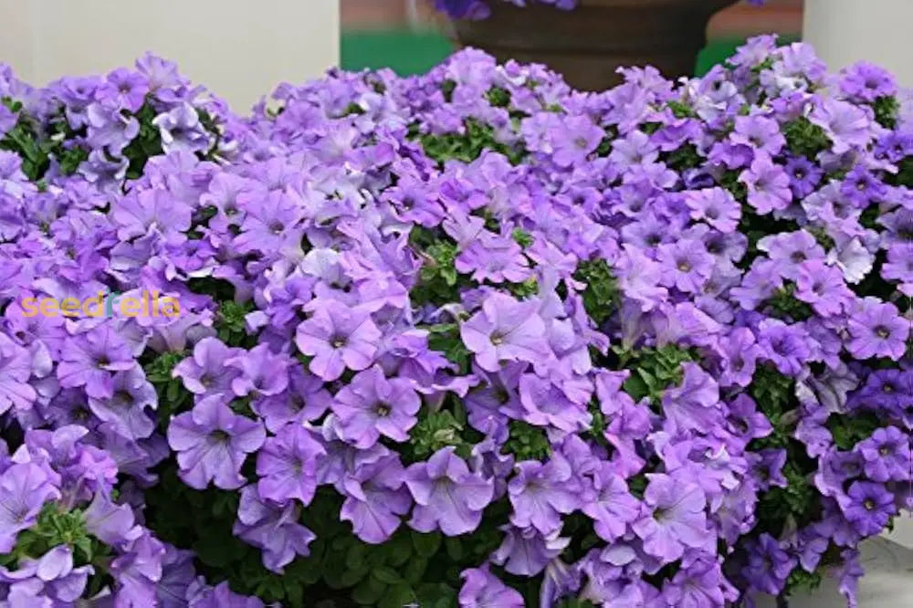 Blue Petunia Flower Seeds  Perfect For Planting