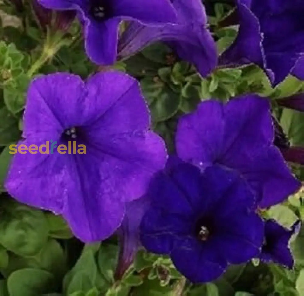 Blue Petunia Seeds: Perfect For Planting Flower Seeds