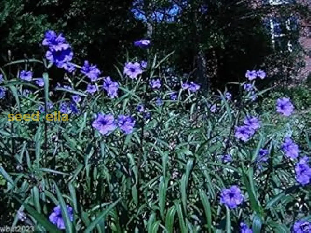 Blue Petunia Seeds: Perfect For Planting Flower Seeds