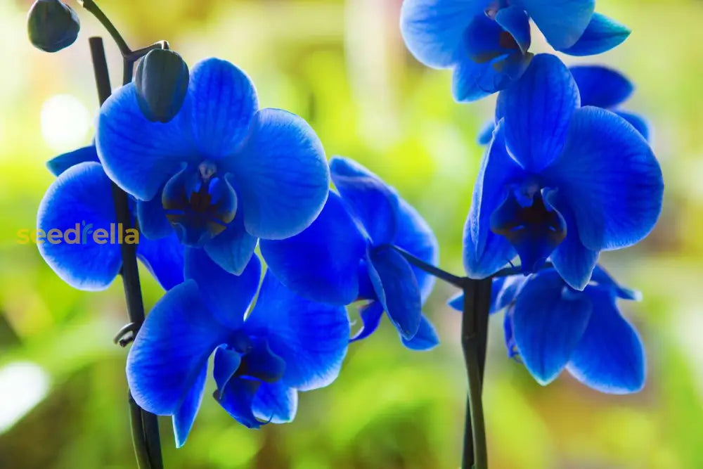 Blue Phalaenopsis Flower Seeds For Planting