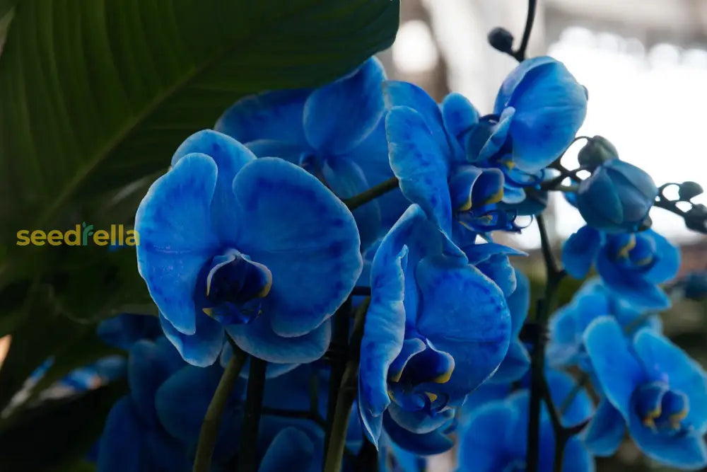 Blue Phalaenopsis Orchid Seeds For Exotic Flower Planting