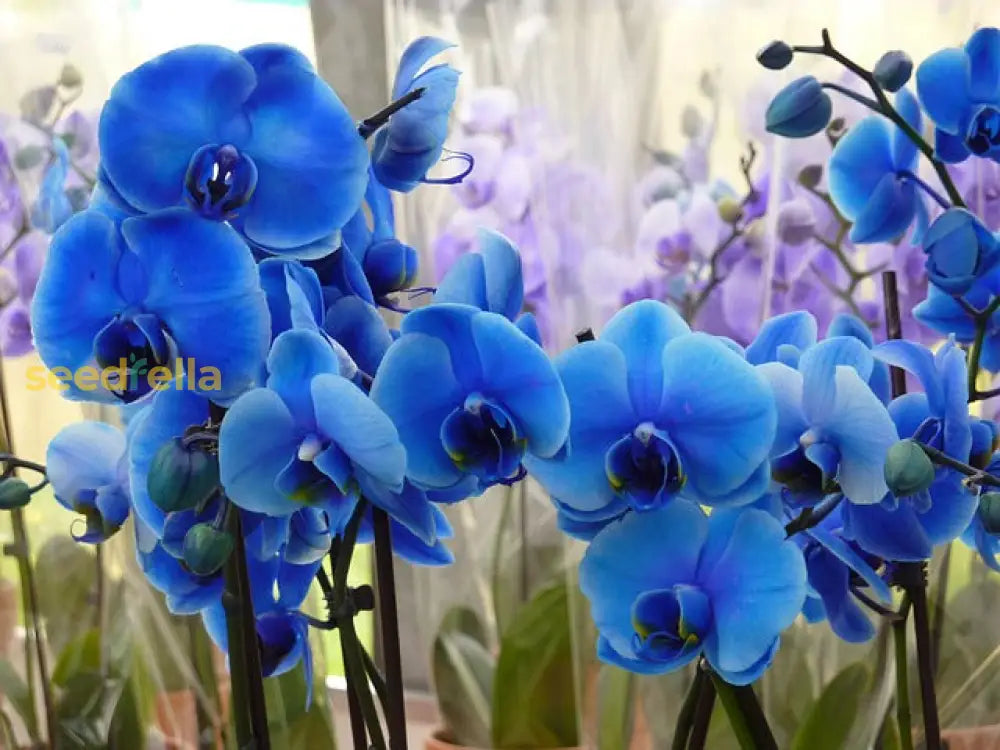 Blue Phalaenopsis Orchid Seeds For Exotic Flower Planting