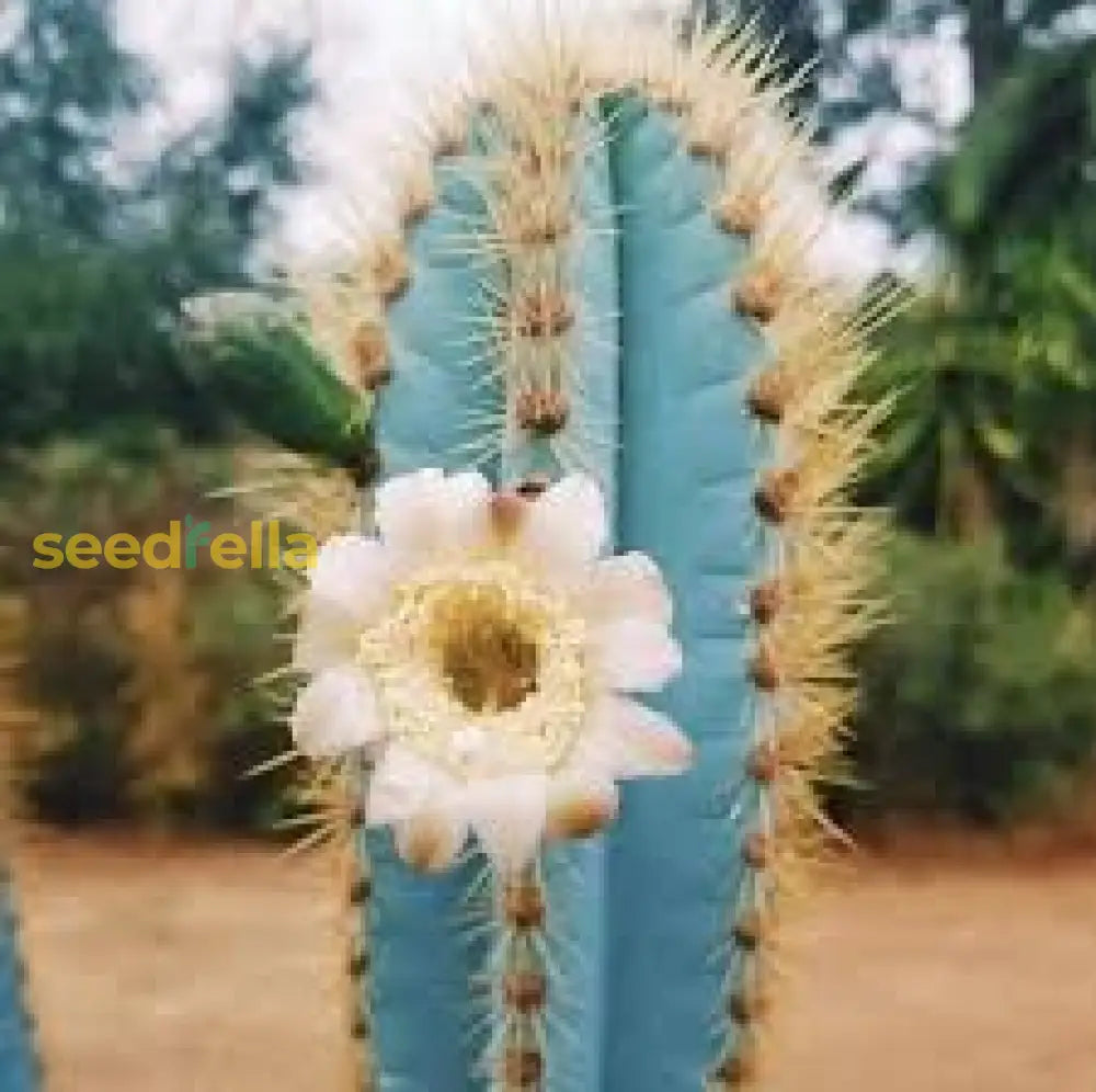 Blue Pilosocereus Pachycladus Planting Seeds Herb