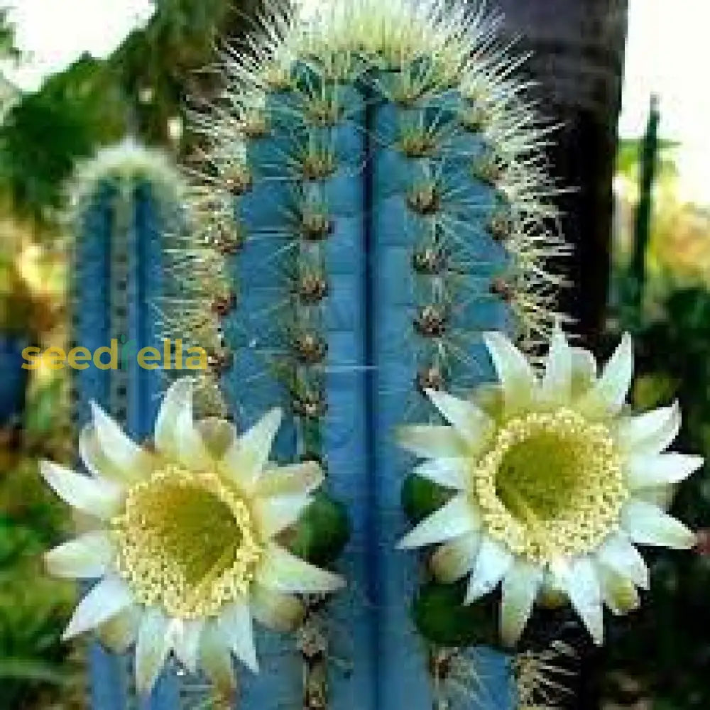 Blue Pilosocereus Purpureus Plant Planting Seeds Seeds