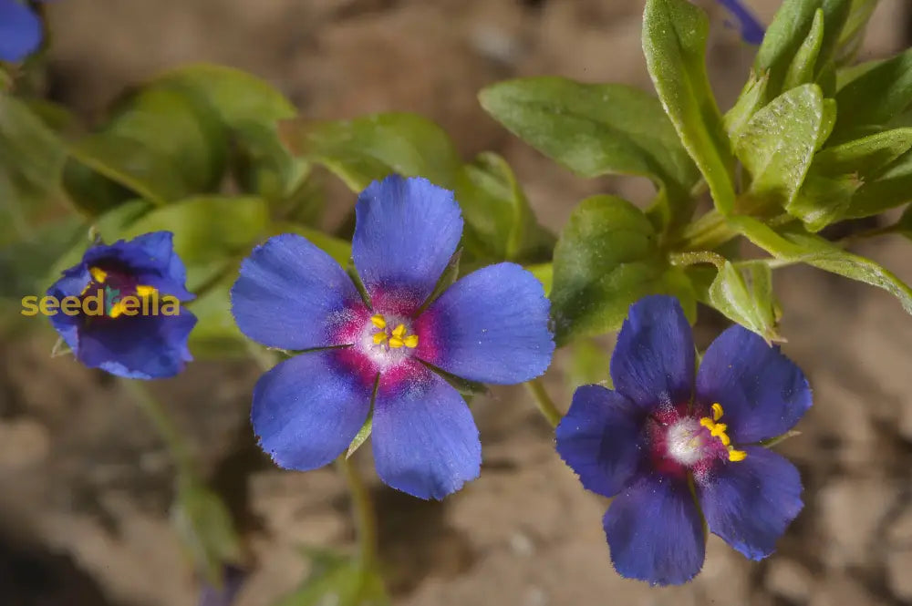 Blue Pimpernel (Anagallis) Flower Seeds For Planting