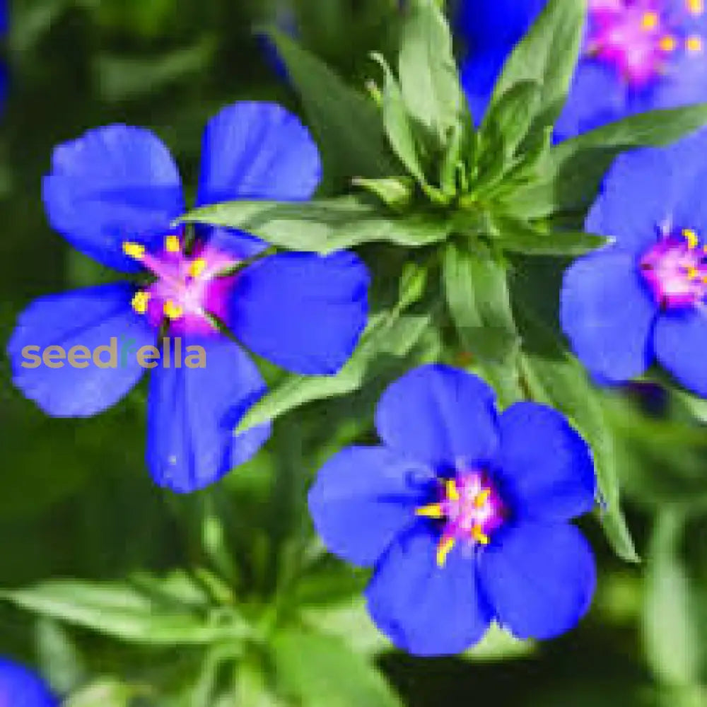 Blue Pimpernel Flower Seeds For Planting  Easy To Grow Annual Blooms