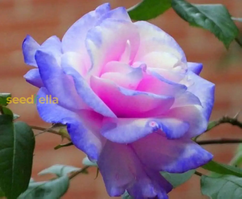 Blue Pink Remorse Rose Planting Seeds Flower