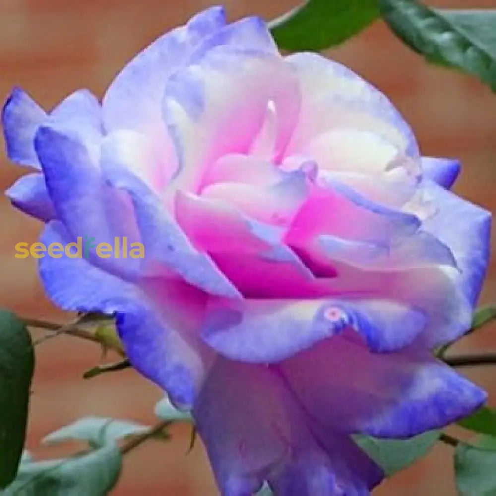 Blue Pink Remorse Rose Planting Seeds Flower