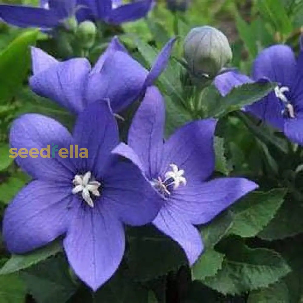 Blue Platycodon Balloon Flower Perennial Seeds Best Selling