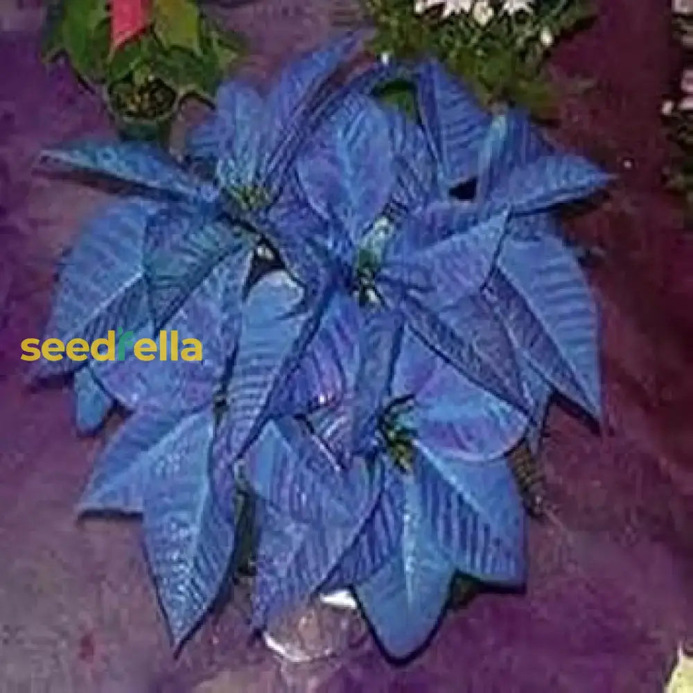 Blue Poinsettia Planting Seeds Plant Seeds