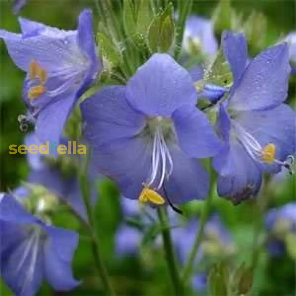 Blue Polemonium Flower Seeds For Planting - Perennial Beauty