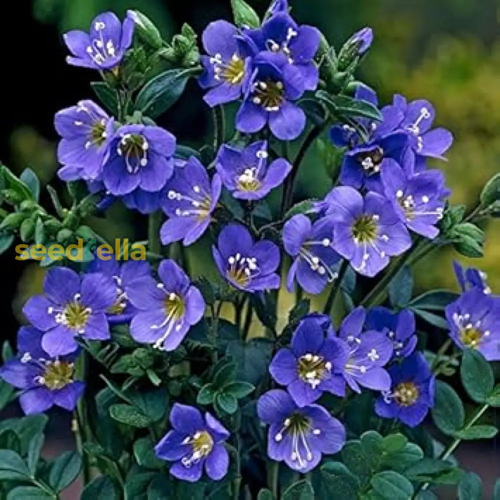 Blue Polemonium Flower Seeds For Planting - Perennial Beauty