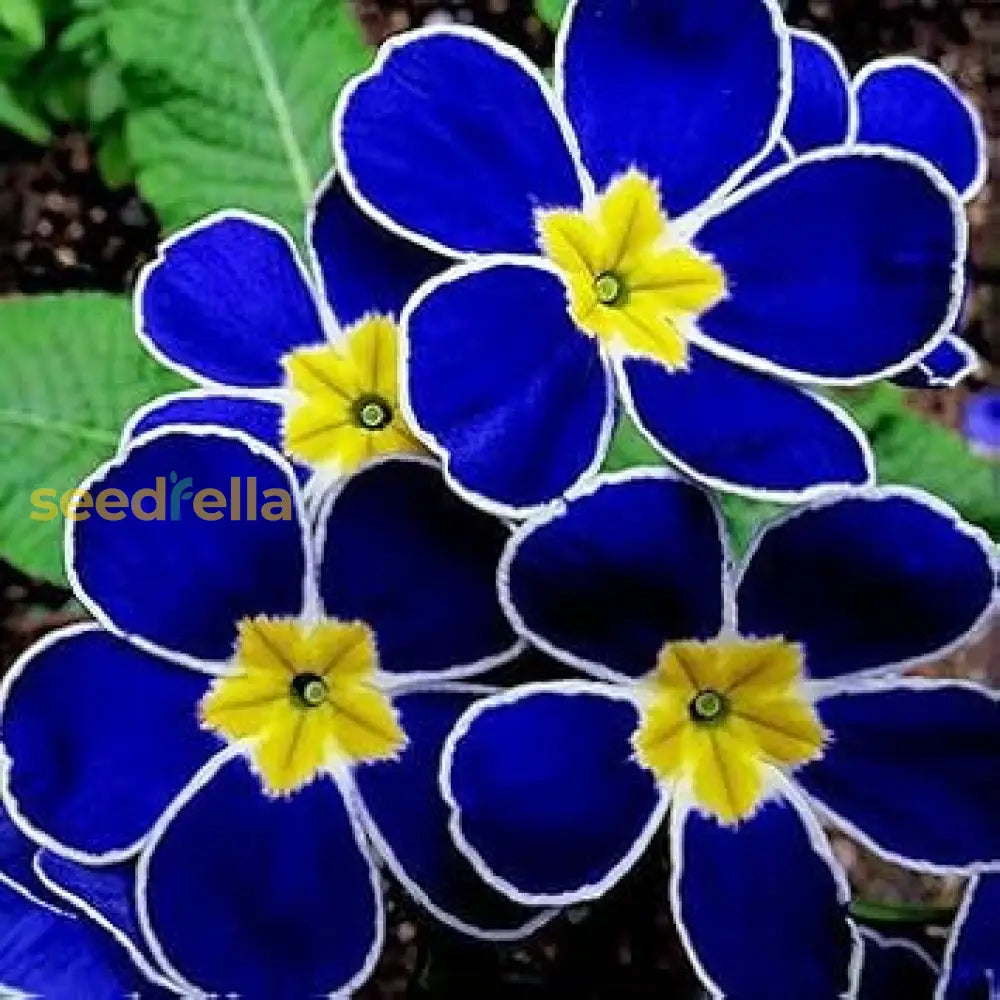 Blue Primrose Flower Seeds For Easy Planting