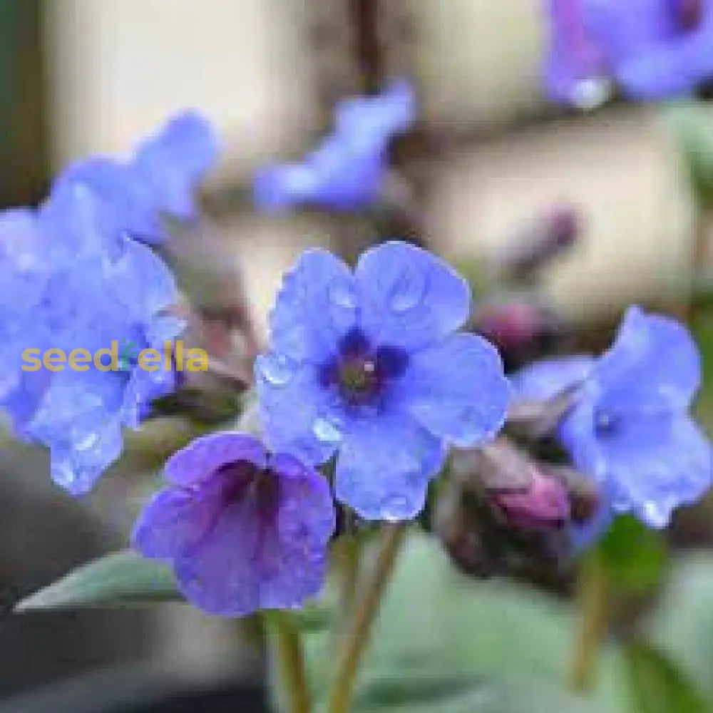 Blue Pulmonaria Lungwort Seeds For Planting Flower