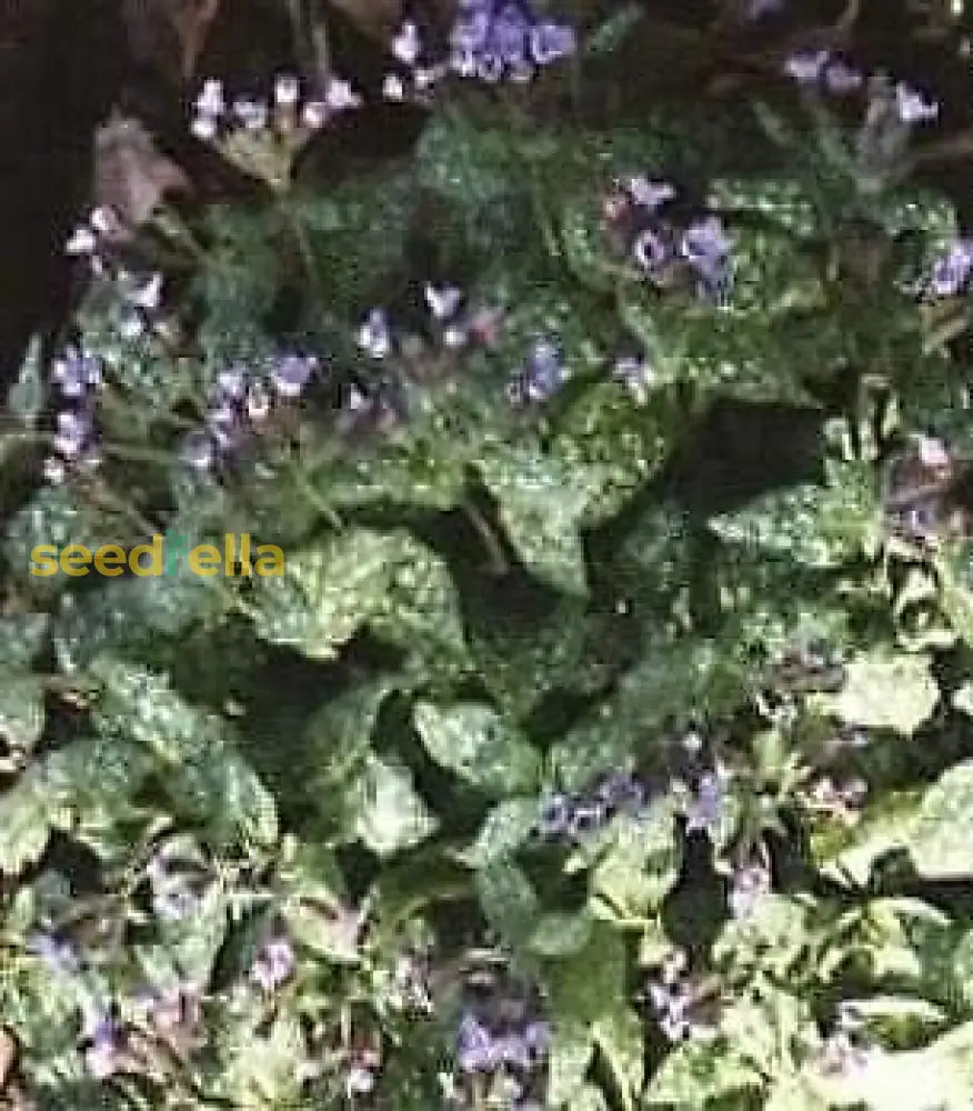 Blue Pulmonaria Lungwort Seeds For Planting Flower