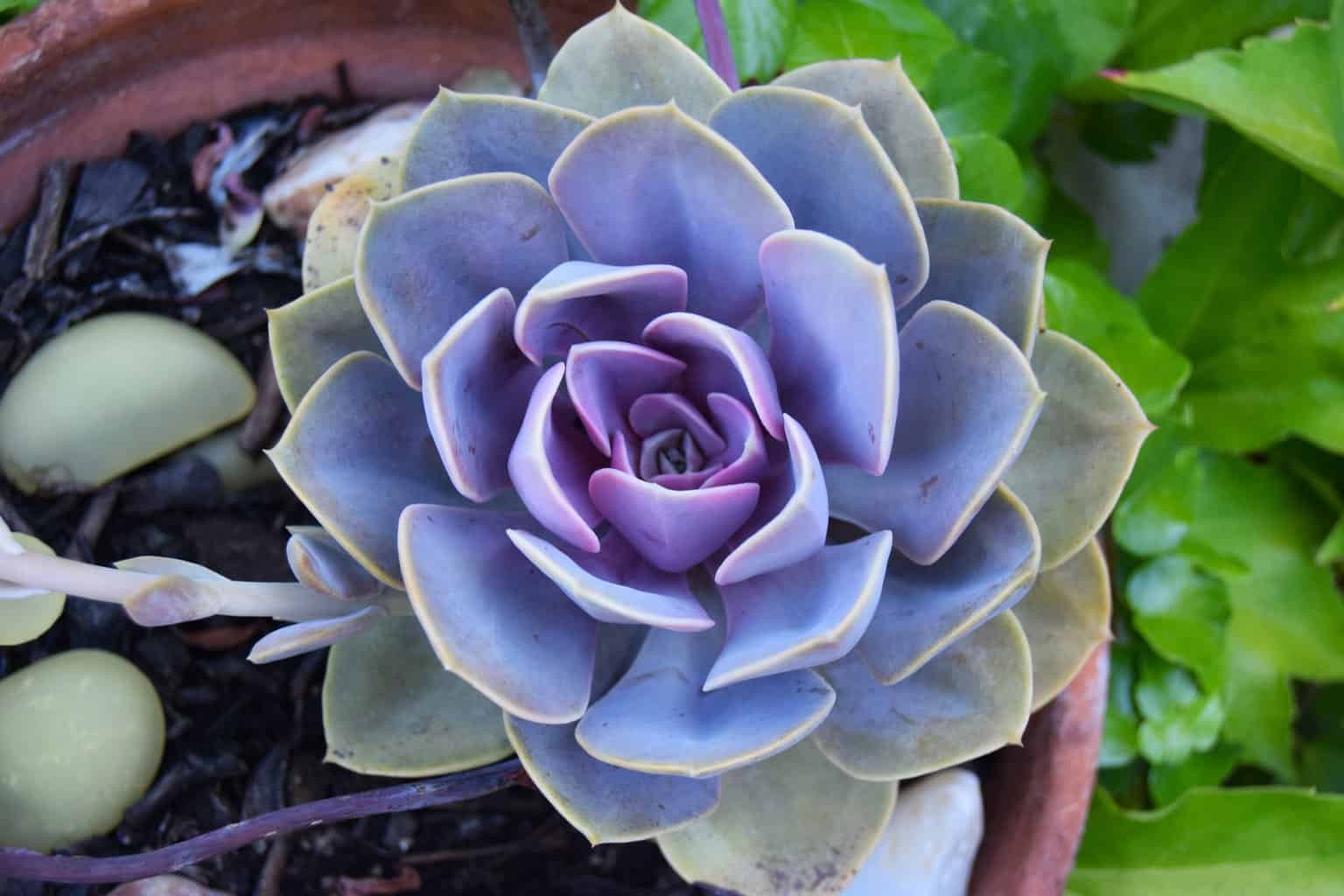 Blue & Purple Succulent Flower Seeds for Planting