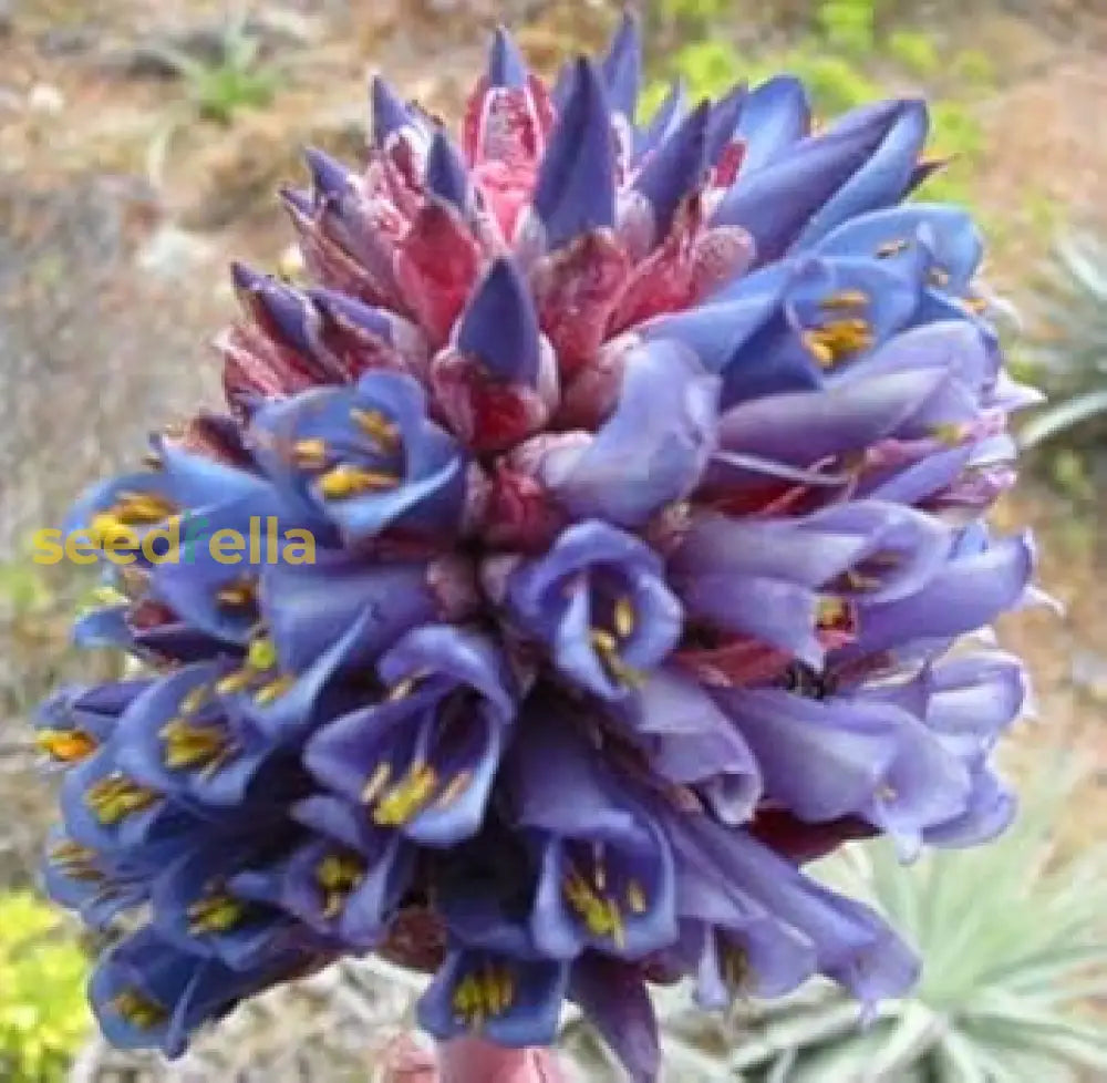 Blue Puya Alpestris Flower Seeds For Planting