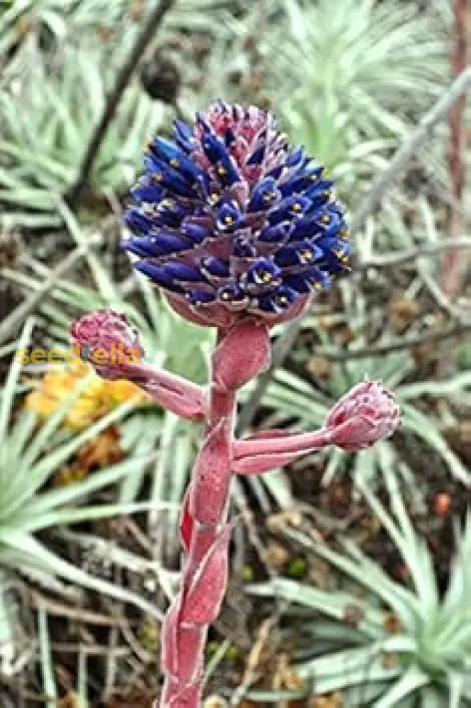 Blue Puya Alpestris Flower Seeds For Planting