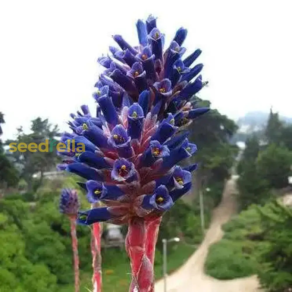 Blue Puya Alpestris Flower Seeds For Planting