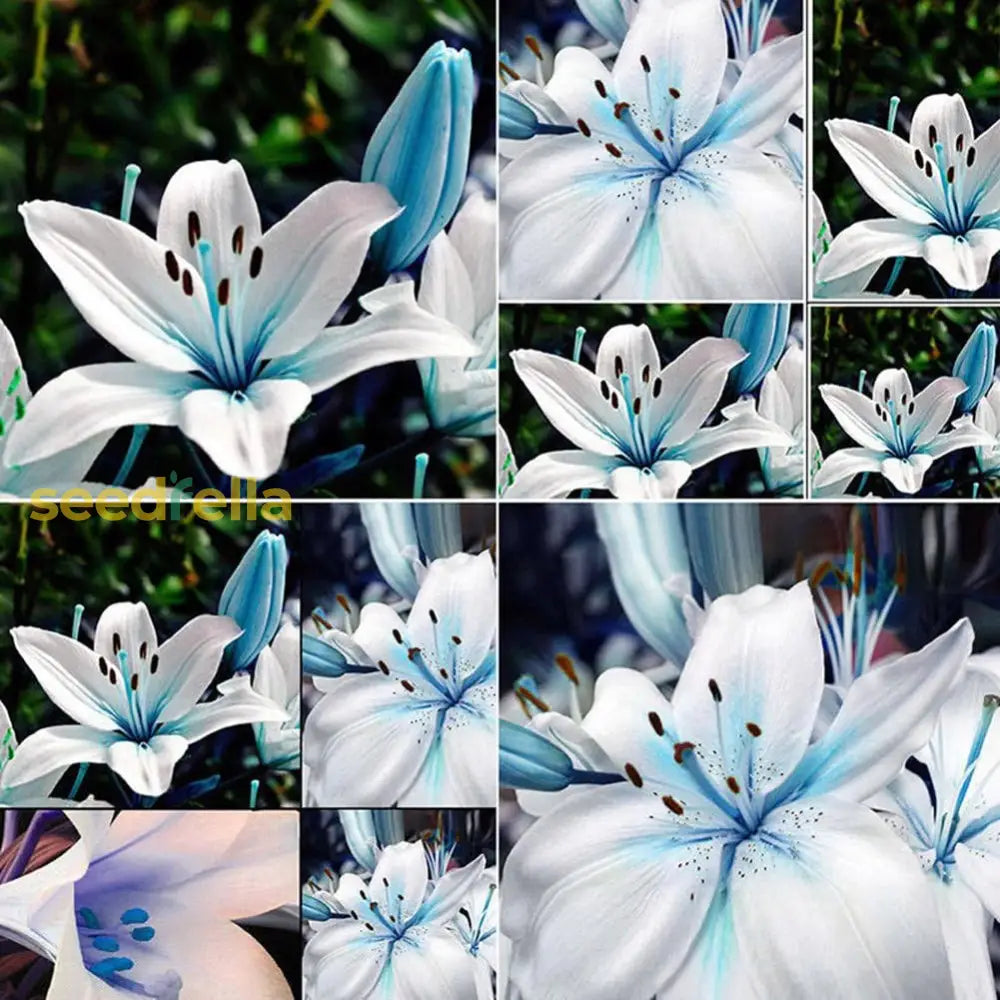 Blue Rare Lily Seeds For Yard Gardening Plant Planting Lilium Flower Home Bonsai Garden Décor Best