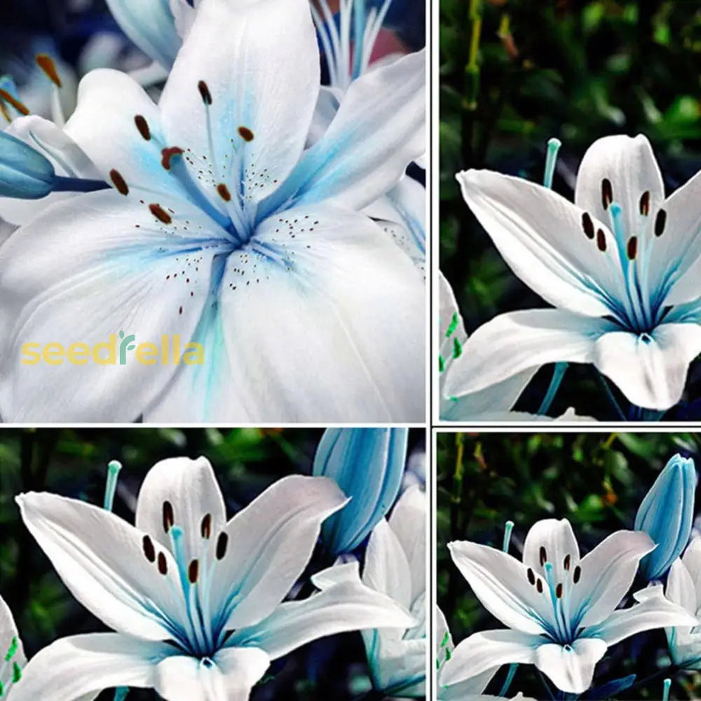 Blue Rare Lily Seeds For Yard Gardening Plant Planting Lilium Flower Home Bonsai Garden Décor Best