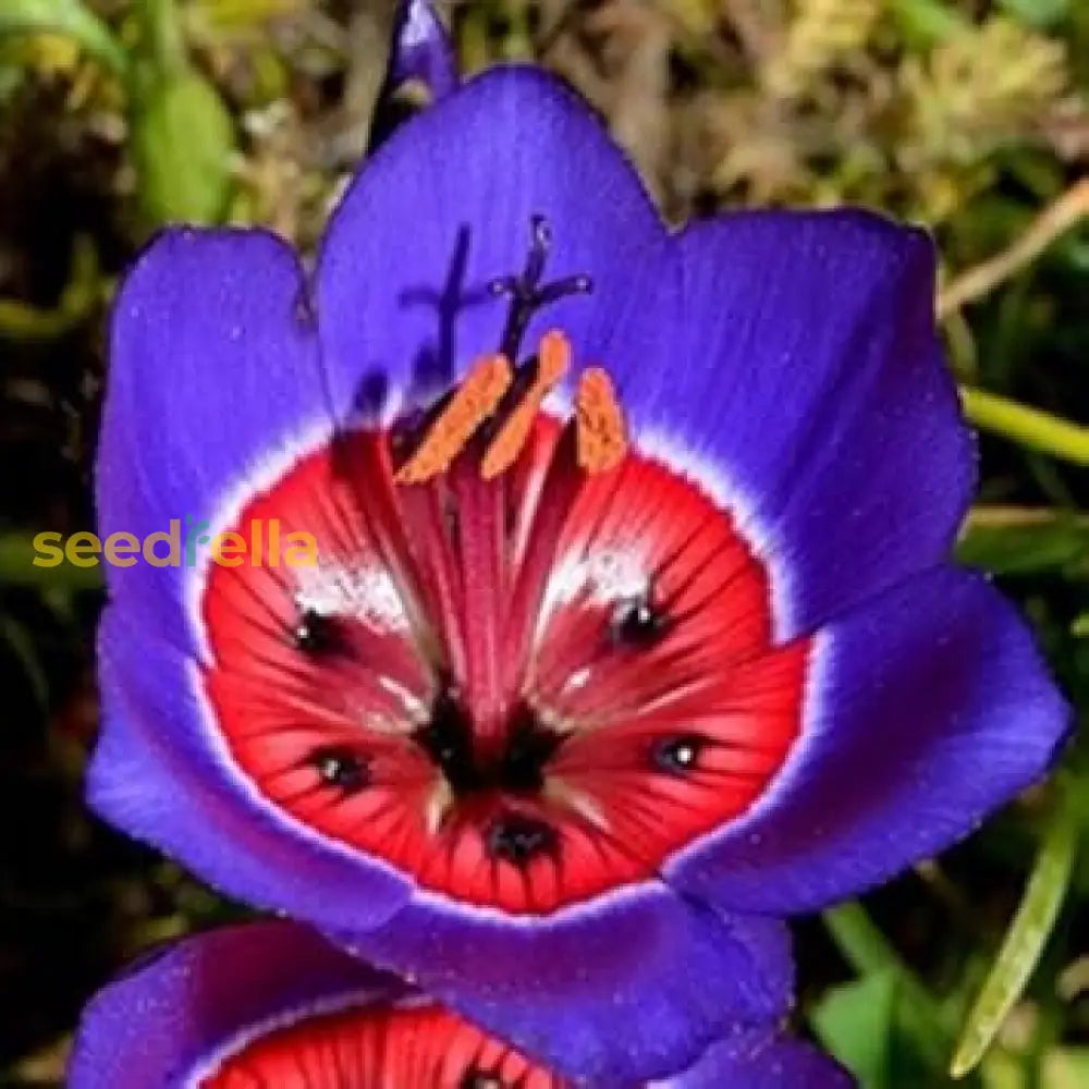 Blue Red Sparaxis Tricolor Flower Seeds For Planting