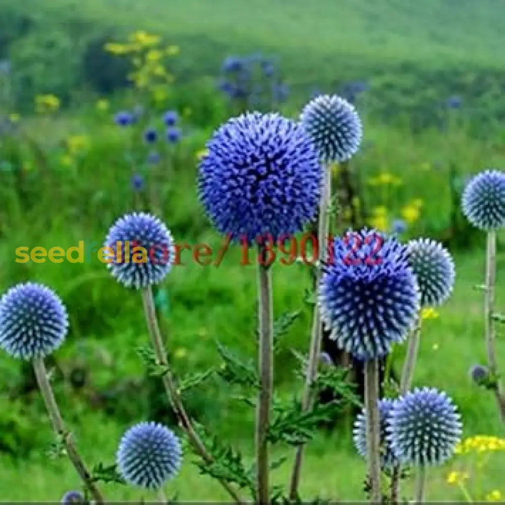 Blue Ritro Flower Planting Seeds  Grow Your Garden