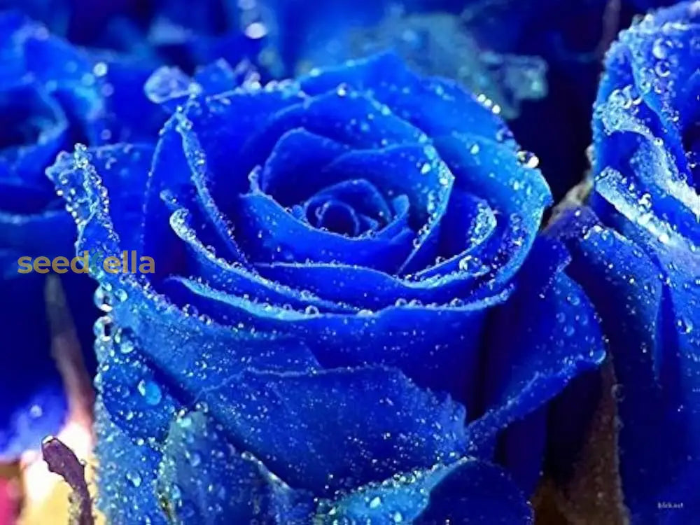 Blue Rose Flower Seeds  Cultivate Unique Blooms In Your Garden