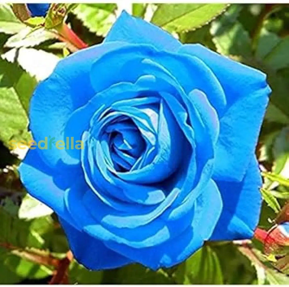 Blue Rose Flower Seeds  Cultivate Unique Blooms In Your Garden