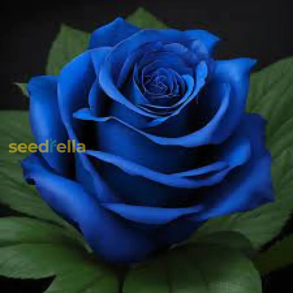 Blue Rose Flower Seeds For Planting - Exotic And Striking Garden Addition