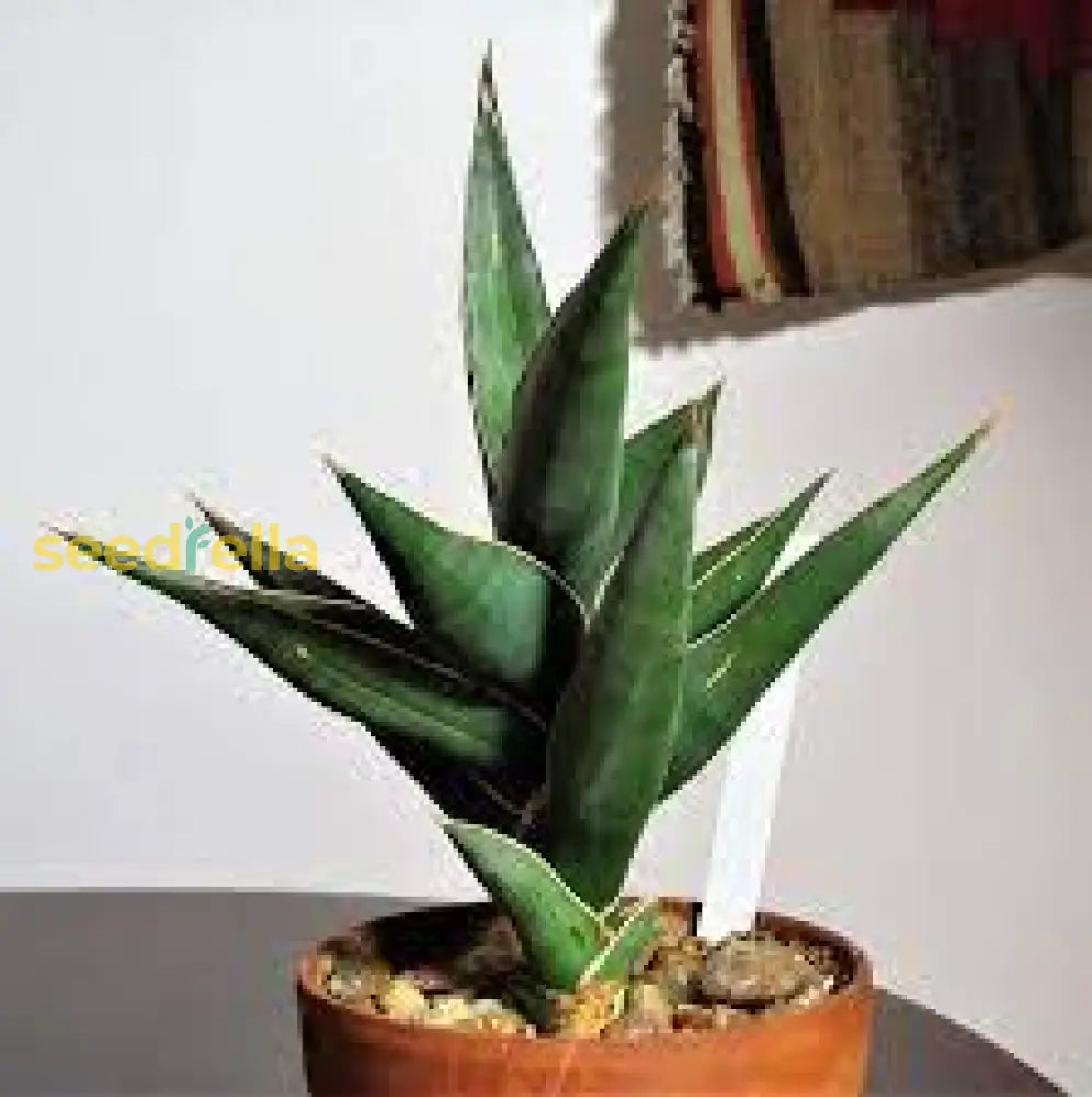 Blue Sansevieria Seeds For Planting  Premium Quality Plant Seeds