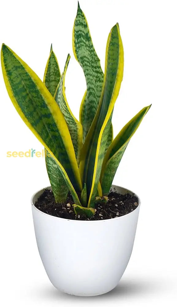 Blue Sansevieria Seeds For Planting  Premium Quality Plant Seeds