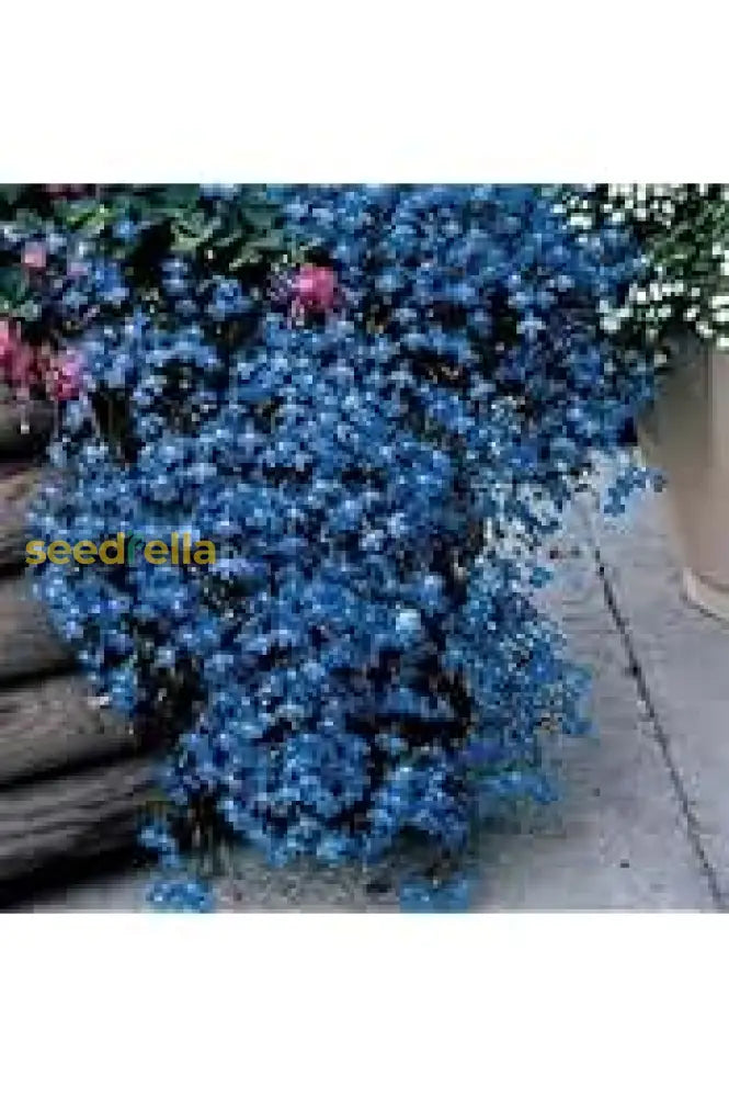 Blue Sapphire Flower Seeds For Planting