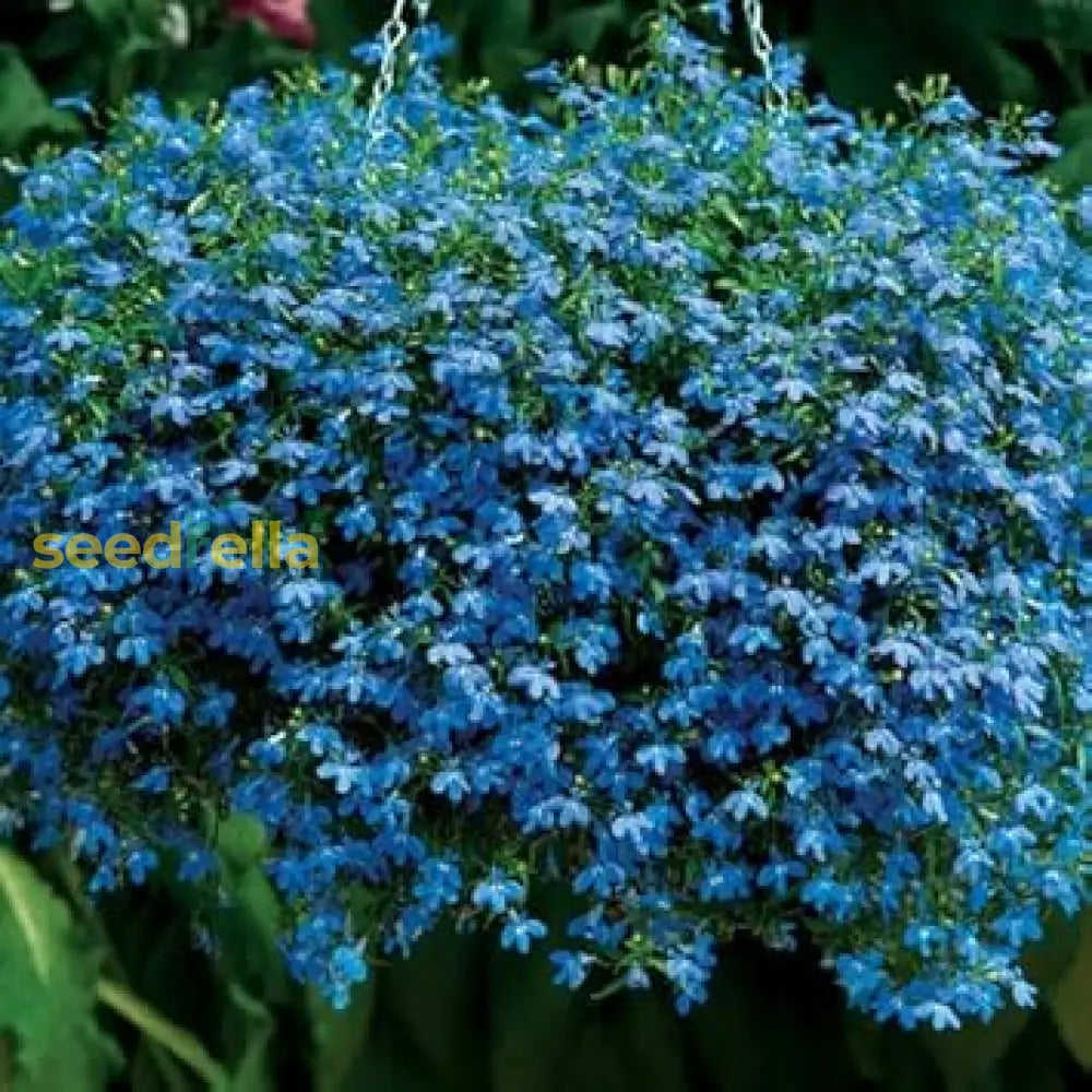 Blue Sapphire Flower Seeds For Planting