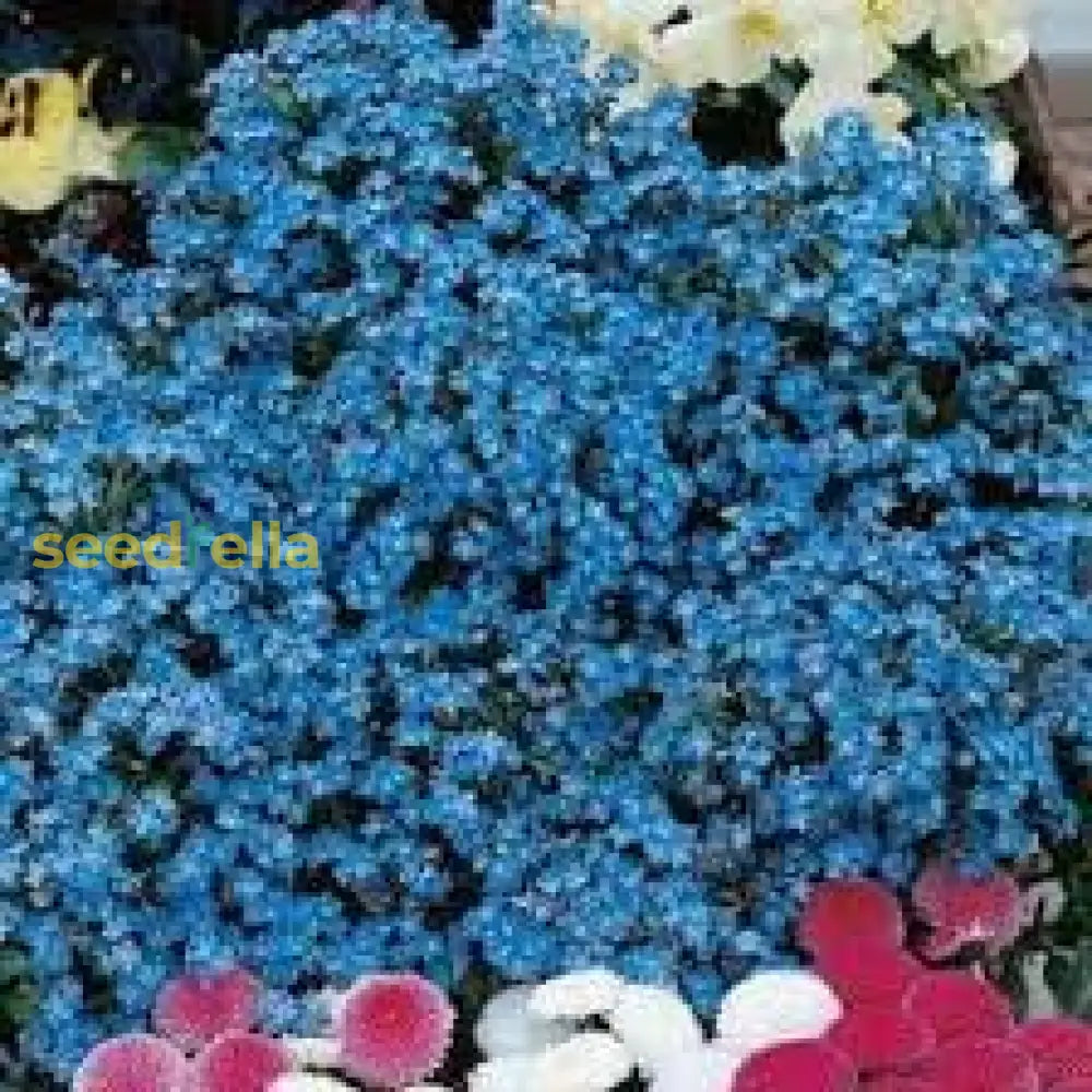 Blue Sapphire Flower Seeds For Planting