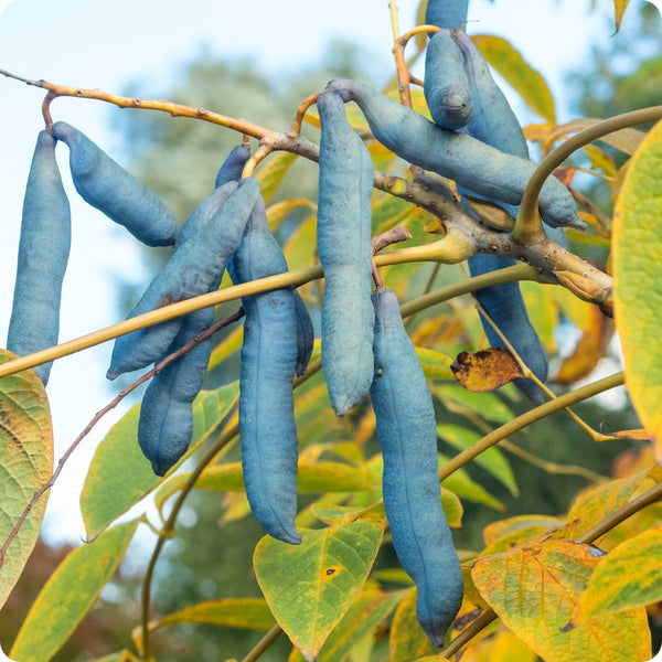 Blue sausage fruit seeds Solanum sambucifolium ornamental plant with blue fruits