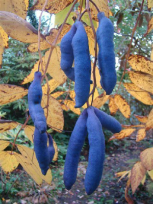 Blue sausage fruit seeds growing healthy ornamental shrub in garden