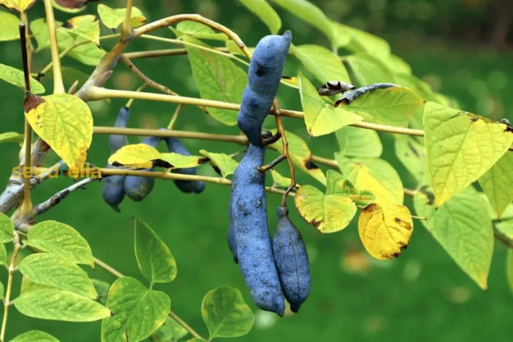 Green Foliage and Blue Fruit Pods of Blue Sausage Tree