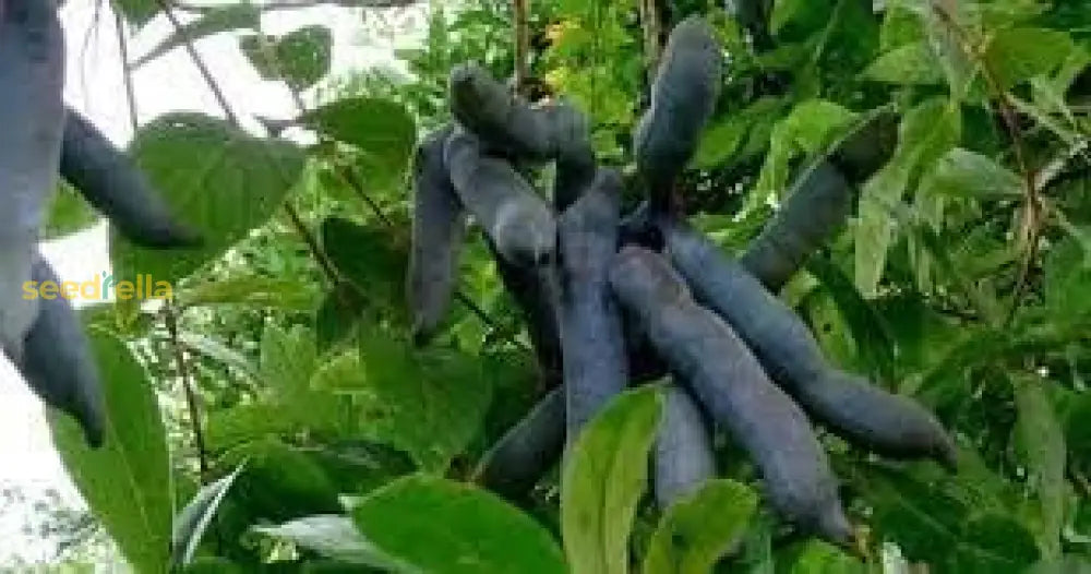 Blue Sausage Tree Seeds for Planting Non-GMO Variety