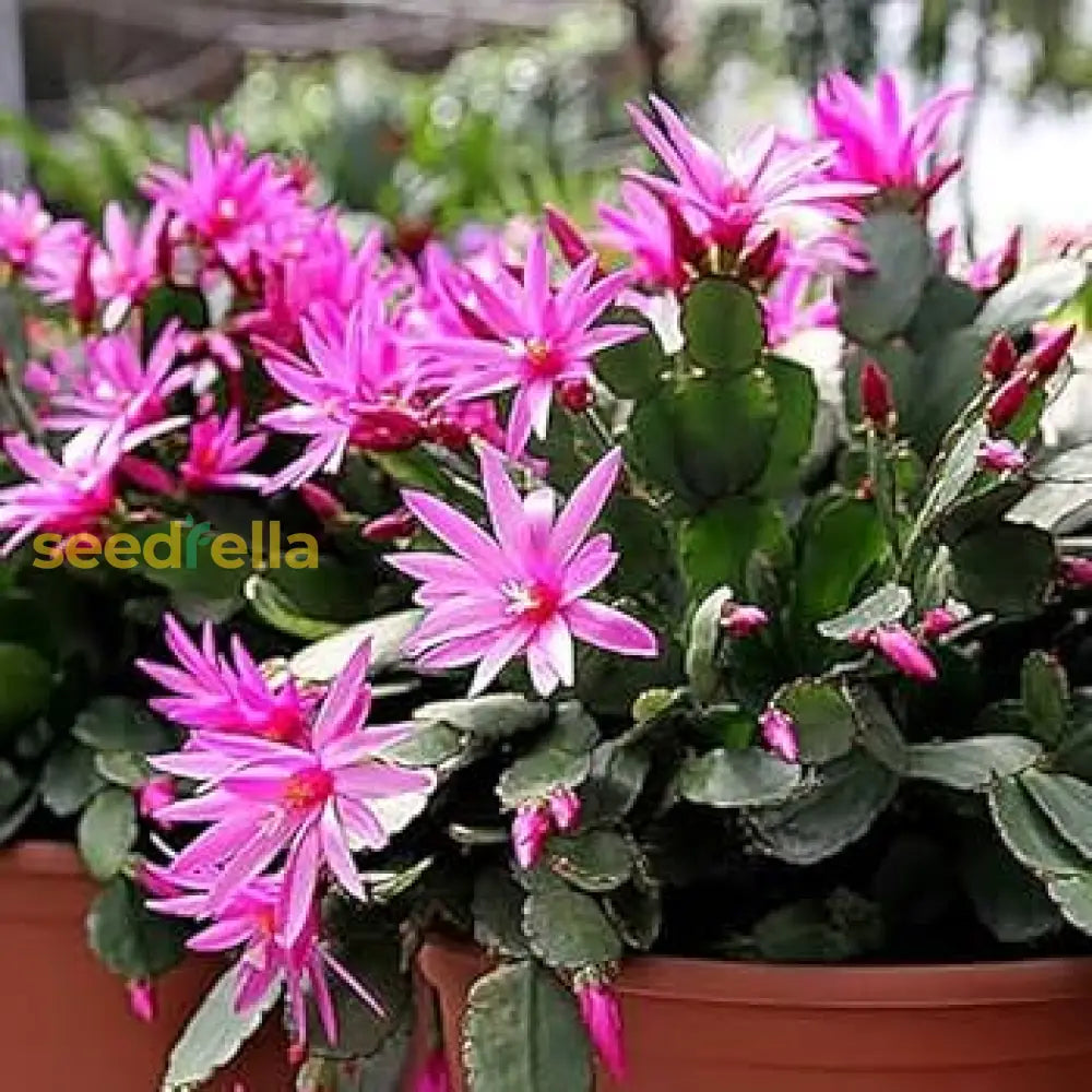 Blue Schlumbergera Seeds For Planting - Rare Flowering Cactus Flower