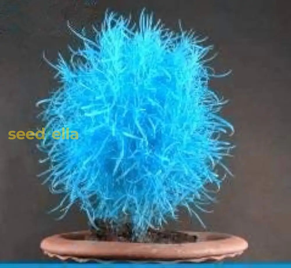 Blue Scoparia Seeds For Planting - Premium Quality Flower