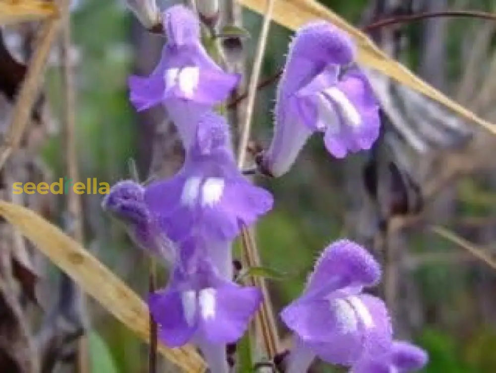 Blue Scutellaria Baicalensis Seeds For Planting Flower