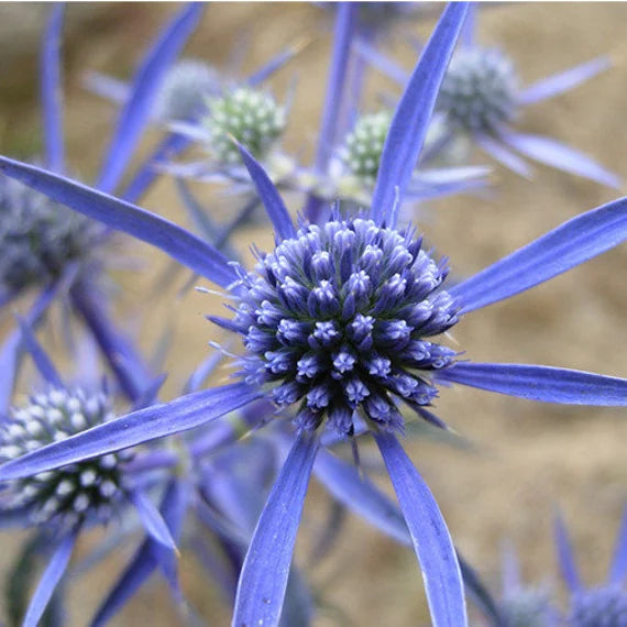 Blue Sea Holly Flower Seeds