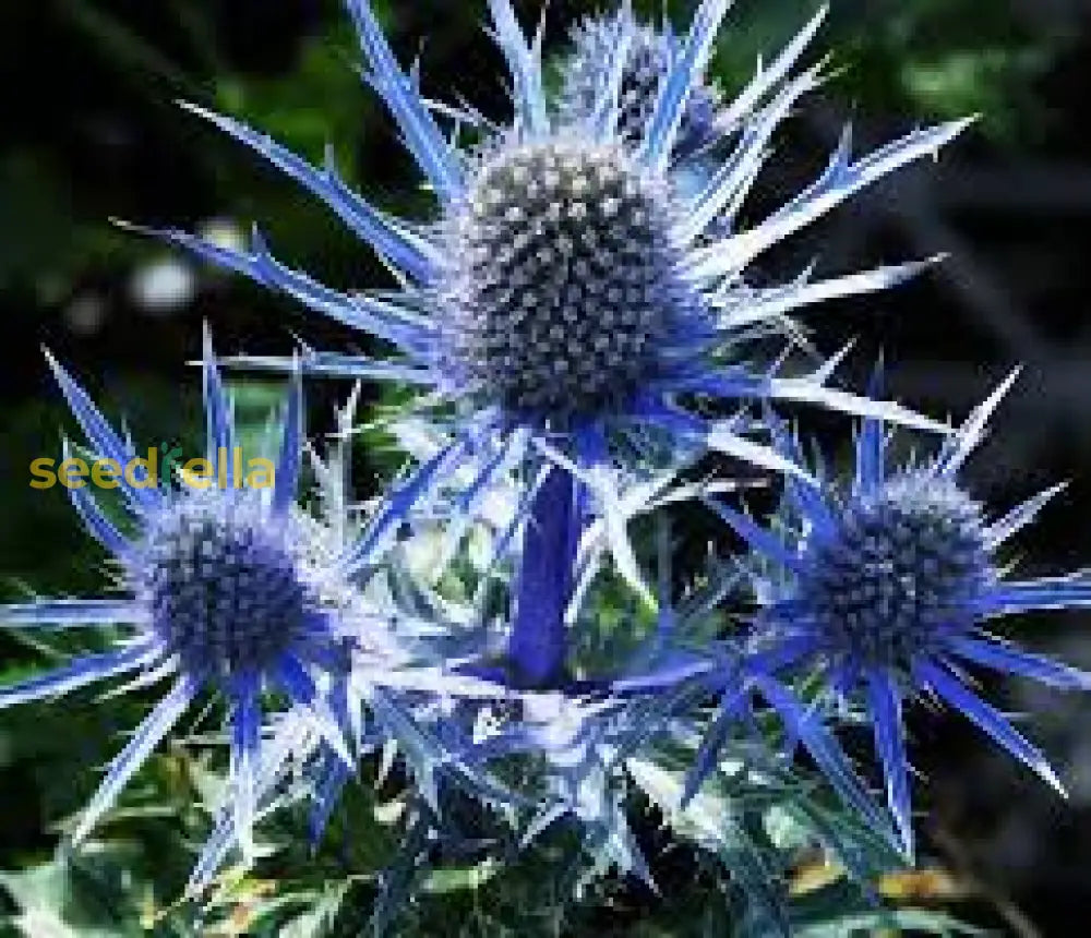 Blue Sea Holly Seeds For Planting Flower