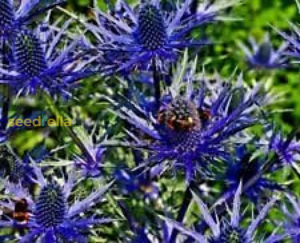 Blue Sea Holly Seeds For Planting - Premium Quality Flower