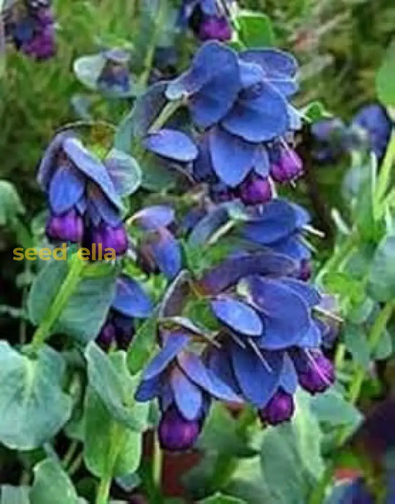 Blue Shrimp Flower Seeds For Planting