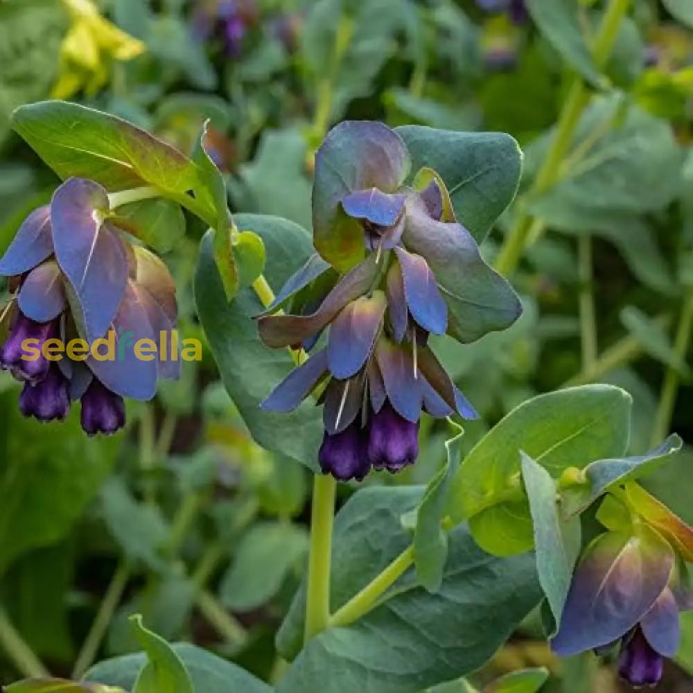 Blue Shrimp Flower Seeds For Planting